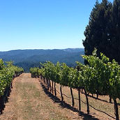 Sweetwater Saddle Vineyard
