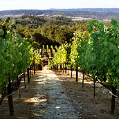 Van Ness Vineyard